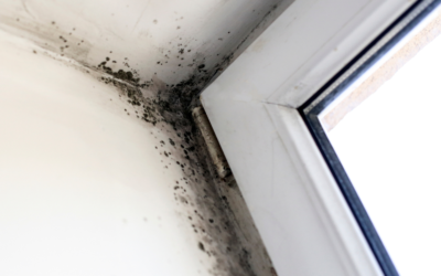 The dangers of mold in a home